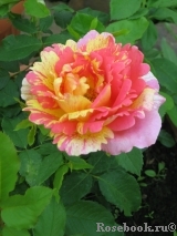 Rose des Cisterciens 