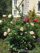 Garden of Roses 