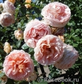 Abraham Darby