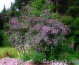 Rosa glauca 