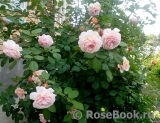 A Shropshire Lad