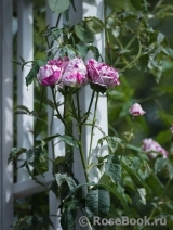 Variegata di Bologna 