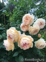 Crown Princess Margareta®