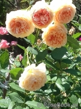 Crown Princess Margareta®