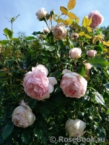 The Wedgwood Rose