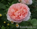 Abraham Darby