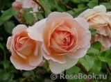 Abraham Darby