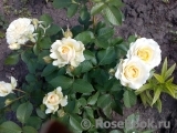 Crocus Rose® 