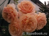 Crown Princess Margareta®