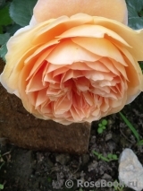 Crown Princess Margareta®