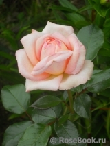 White Fox Rose