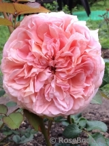 Abraham Darby