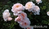 Crocus Rose® 