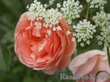 Abraham Darby