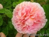 Abraham Darby