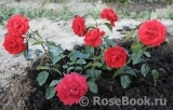 Scarlet BONICA ®