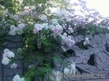 Paul’s Himalayan Musk 