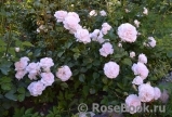 Great North Eastern Rose 