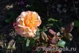 Rose La Rose des Impressionnistes