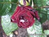 Black Baccara