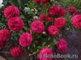 Kordes' Rose Bordeaux ®