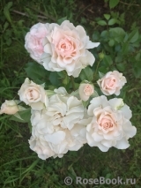 Great North Eastern Rose 