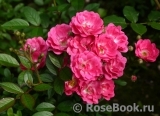 Orleans Rose