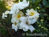 Bees Paradise Rose White