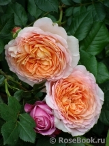 Abraham Darby