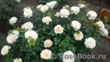 Crocus Rose® 