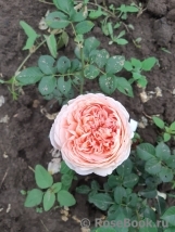 Abraham Darby