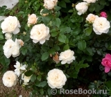 Queens Jubilee Rose