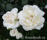 Queens Jubilee Rose