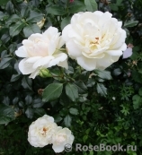 Queens Jubilee Rose