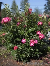 Girlguiding UK Centenary Rose