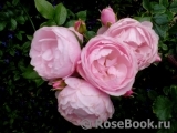 Hans Gonewein Rose 