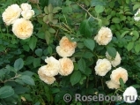 Crocus Rose® 