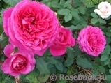 Johann Wolfgang von Goethe Rose®