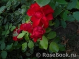 Black Forest Rose ®