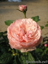 The Alnwick Rose