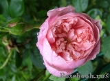 The Alnwick Rose