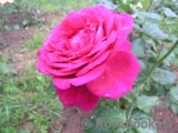 Johann Wolfgang von Goethe Rose®