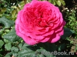 Johann Wolfgang von Goethe Rose®