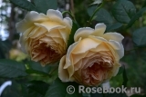 Crown Princess Margareta®