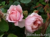 The Alnwick Rose