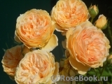 Crown Princess Margareta®