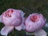 The Alnwick Rose