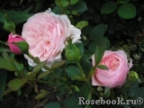 The Alnwick Rose