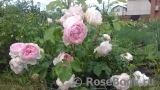 The Wedgwood Rose