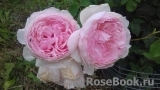 The Wedgwood Rose